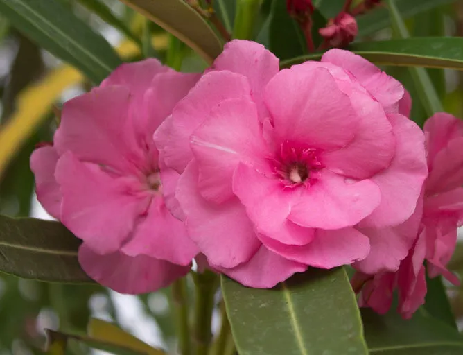 Nerium oleander Double Pink